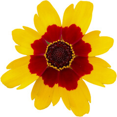 Yellow flower isolated on transparent background
