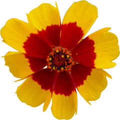 Yellow flower isolated on transparent background