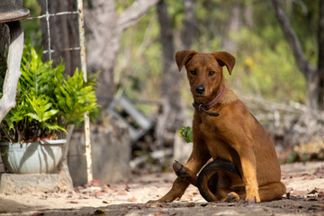 Adorable caramel dog playing in the backyard