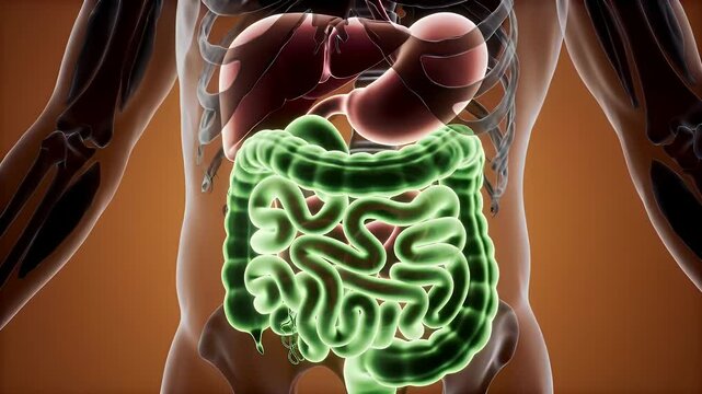 Detailed 3D Model of Human Digestive System with Brown Background Featuring Internal Organs for Educational Medical Purposes