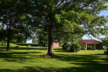 Trees and Grass in a Yard