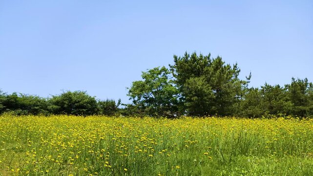 風に揺れるブタナ