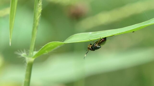 Bluebottle Fly, Family Calliphoridae, perching on green leaf in garden.