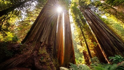 sunbeam through ancient redwoods n vertical forest portrait