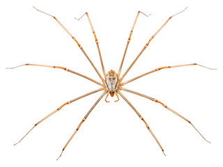 Close-up of a Harvestman Spider, eight long legs, isolated on black background, detailed view of arachnid anatomy, intricate leg structure,
