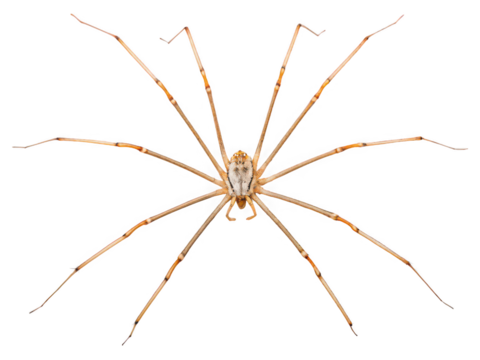Close-up of a Harvestman Spider, eight long legs, isolated on black background, detailed view of arachnid anatomy, intricate leg structure,