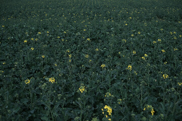 A field of green grass with yellow flowers