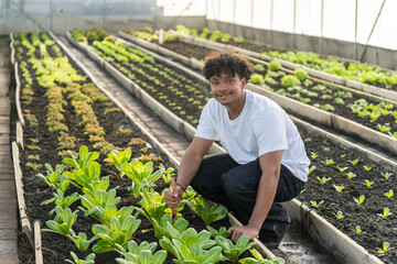 Smiling male student taking care of organic vegetables in a greenhouse, inspecting and growing green vegetables, sustainable agriculture, urban agriculture, eco-friendly and self-reliant living concep © wanakit