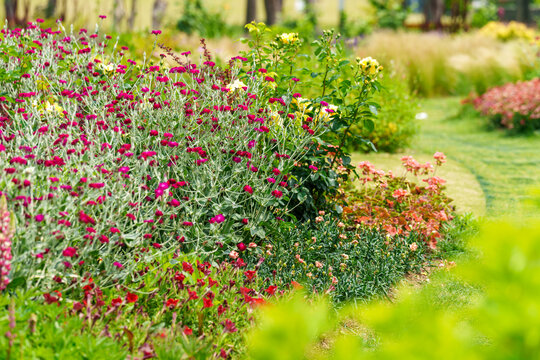 Garden landscape with Mullein pink (Silene coronaria) flowers in full bloom in spring