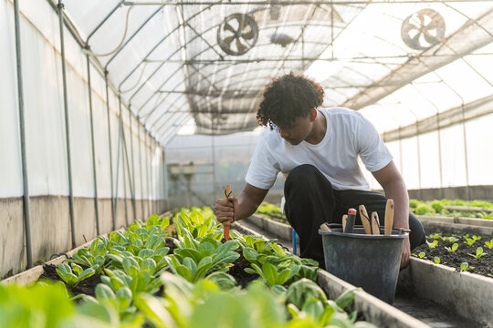 Male student is taking care of organic vegetables in a greenhouse, checking and growing green vegetables. Sustainable agriculture, urban agriculture, the concept of eco-friendly and self-reliant lifes