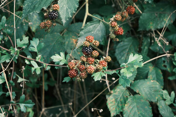 A bunch of blackberries are hanging from a bush