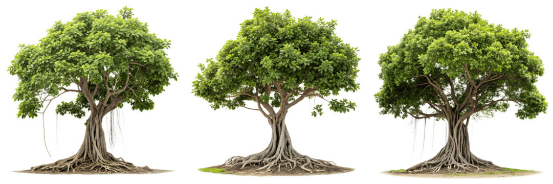 Set For Large banyan tree with roots isolated on transparent background