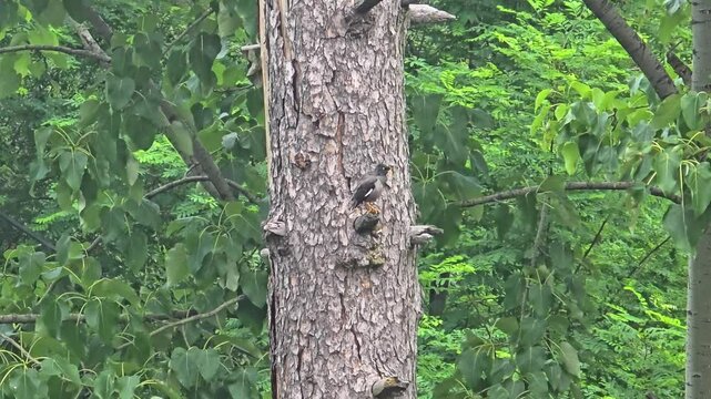  Jungle Myna Bird (Acridotheres fuscus) on a Tree Branch &ndash;4K Footage