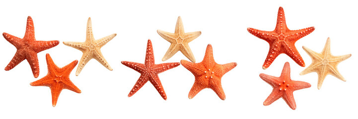 Set For Orange and tan starfish isolated on transparent background from the sea