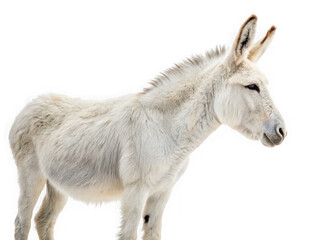 Fototapeta premium Profile view of a fluffy white donkey standing against a black background