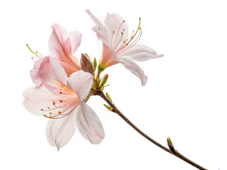 Delicate pink azalea blossoms on a branch against a black background
