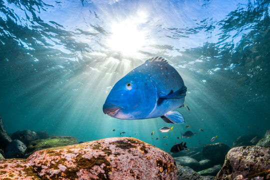 A blue groper swims above seaweed in coastal waters near Sydney, Australia.