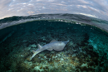 A shovelnose ray swims near the surface over a coral bed at Heron Island.