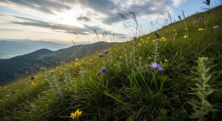 Serene Sunset Landscape Wildflowers Bloom on Mountainside