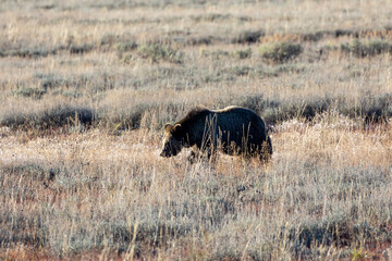 Grizzly bear grazing in a meadow in Grand Teton National Park