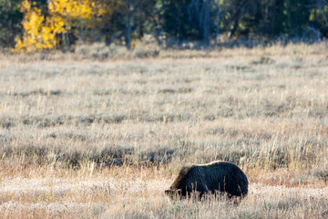 Grizzly bear grazing in a meadow in Grand Teton National Park