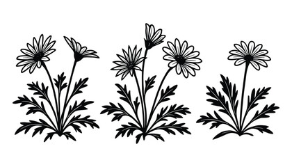 Three daisies with leaves line art. Floral botanical vector design. Perfect for garden, nature, or floral related projects. Simple design.