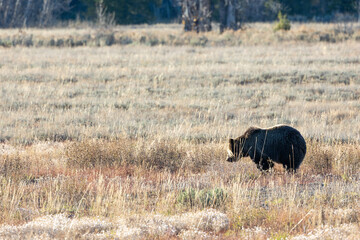 Grizzly bear grazing in a meadow in Grand Teton National Park