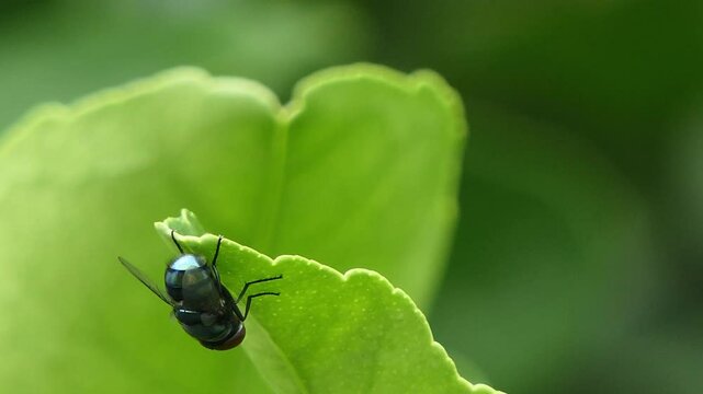 Bluebottle Fly, Family Calliphoridae, perching on green leaf in garden.