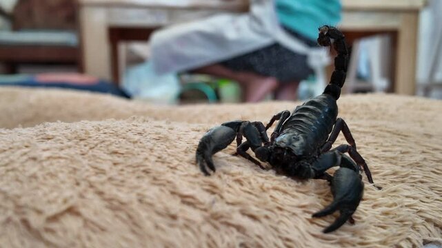 Dark scorpion with raised tail and prominent claws is poised on a textured light brown fabric indoor