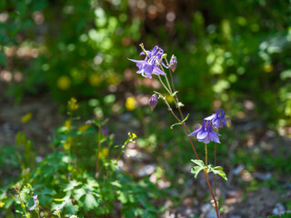 Close-up photo of purple columbine (Aquilegia) flowers blooming in spring