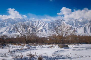 Winter Landscape in Ladakh with Bare Trees and Snow-Capped Mountains