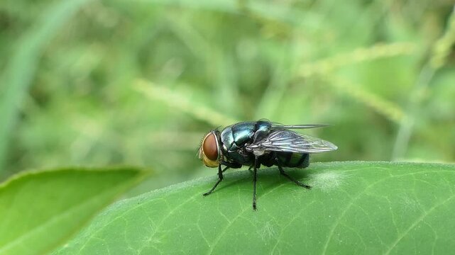 Bluebottle Fly, Family Calliphoridae, perching on green leaf in garden.