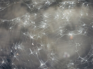 A spider web with many strands of spider silk