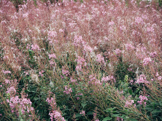 A field of pink flowers with some green leaves