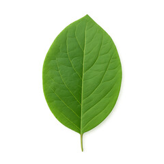 Obraz premium A vivid green leaf with natural texture and lifelike details.