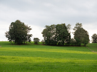 A field of grass with three trees in the background