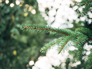 A green tree branch with a few leaves on it