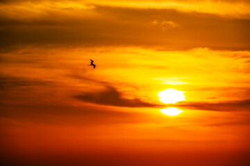 Gaviota vuela solitaria durante una tarde calurosa  en Puerto progreso, Yucatán.