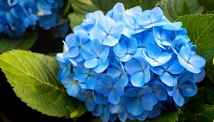 a cluster of vibrant blue flowers