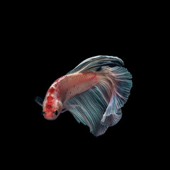 Betta fish with greenish fins and orange patterned body