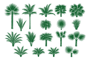 Palm tree collection vector illustration. Includes tropical plant set. Perfect for adding a touch of nature to any project.