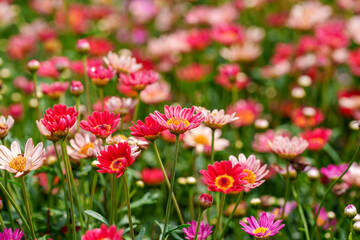 Close-up photo of a Dahlberg Daisy flower in full bloom in red in spring