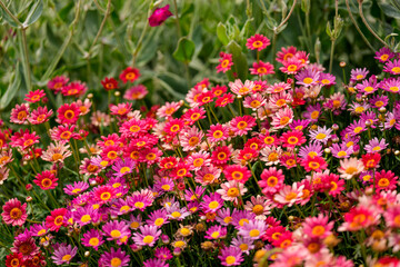 Close-up photo of a Dahlberg Daisy flower in full bloom in red in spring