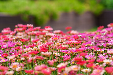 Obraz premium Close-up photo of a Dahlberg Daisy flower in full bloom in red in spring