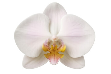 White and pink orchid flower isolated on transparent background, showcasing its elegance and beauty