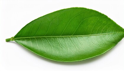 Obraz premium lemon green leaf isolated on white background clipping path