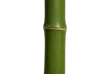 Fototapeta premium Close-up of a vibrant green bamboo stalk showcasing its natural texture and growth rings, isolated on a transparent background