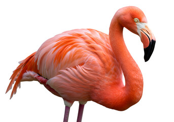 A close up of a pink flamingo isolated on white or transparent background. PNG