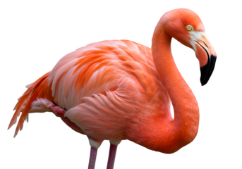 A close up of a pink flamingo isolated on white or transparent background. PNG