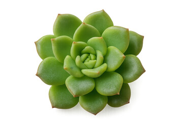 Obraz premium Close-up of a vibrant green echeveria succulent plant, showcasing its intricate layered leaves and delicate rosette pattern on a transparent background